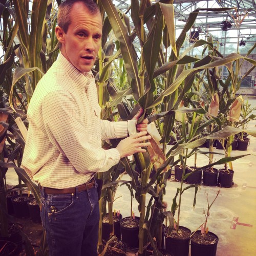 Corn in IndianaAn Educational Series Hybrid Corn VS GMO Corn 