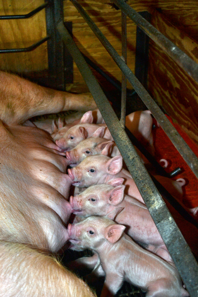 Indiana Pork Facts Farrowing