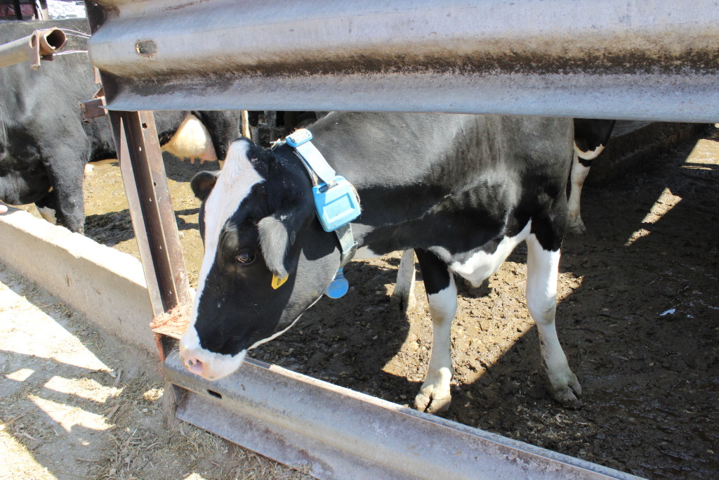 All cows are closely monitored for health and to determine when it is time for them to begin the gestation process.