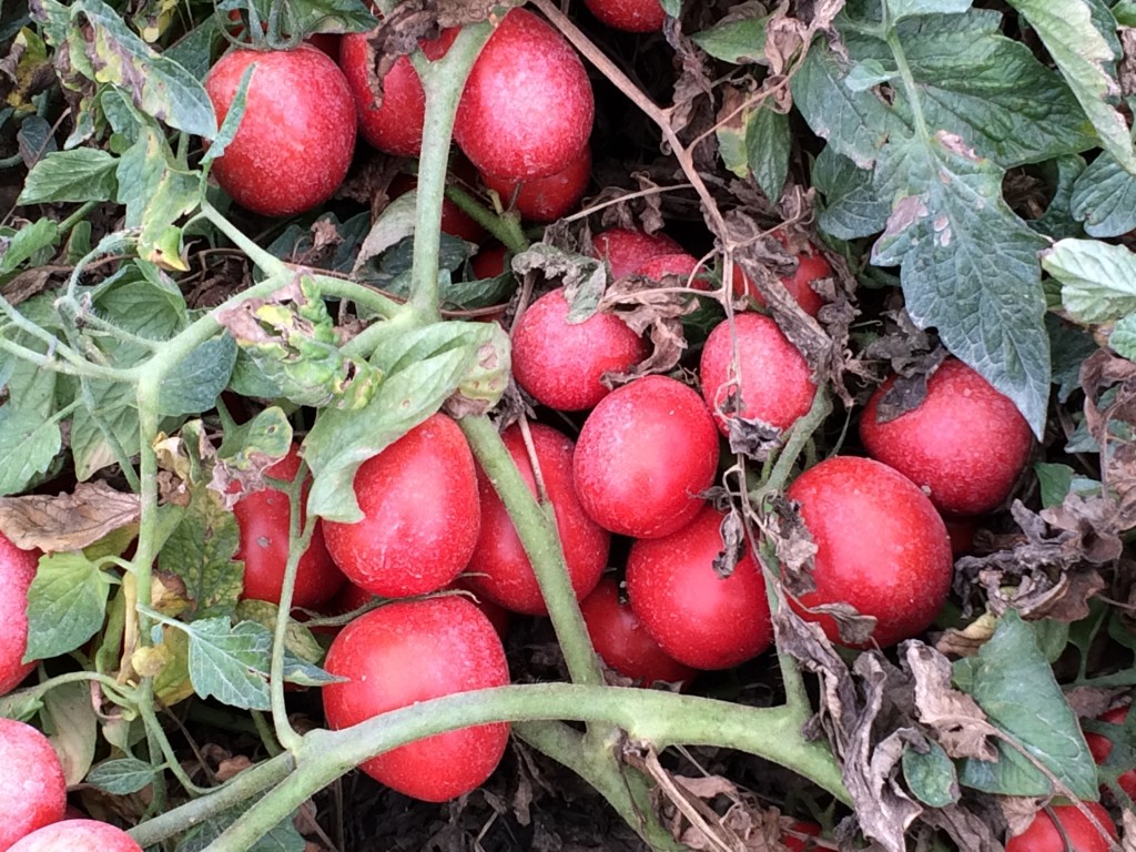 Red Gold Tomatoes Challenge